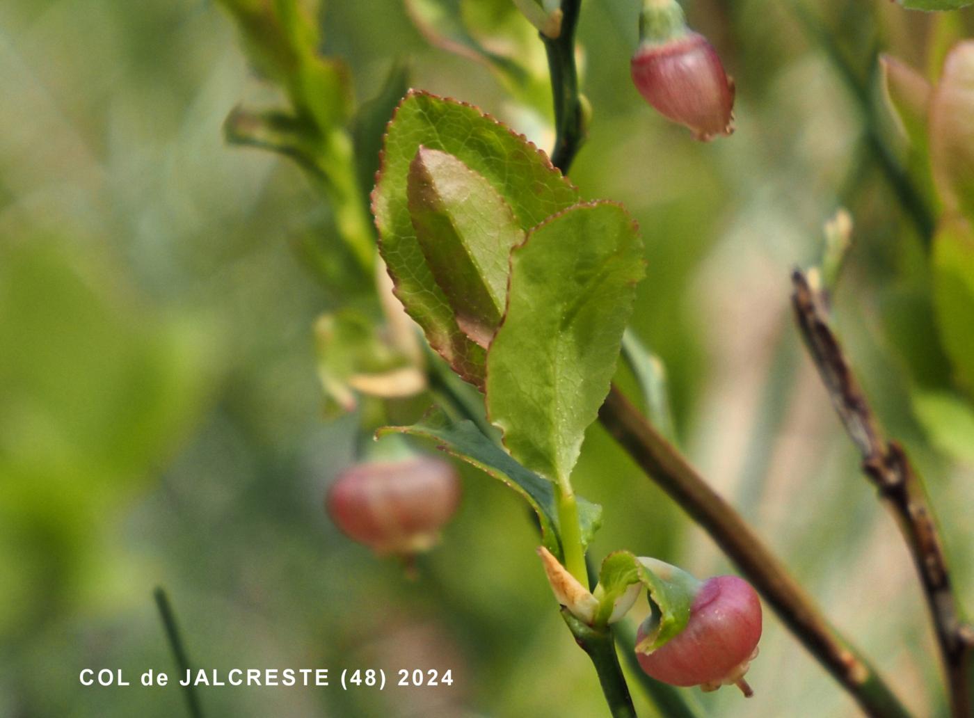 Bilberry leaf